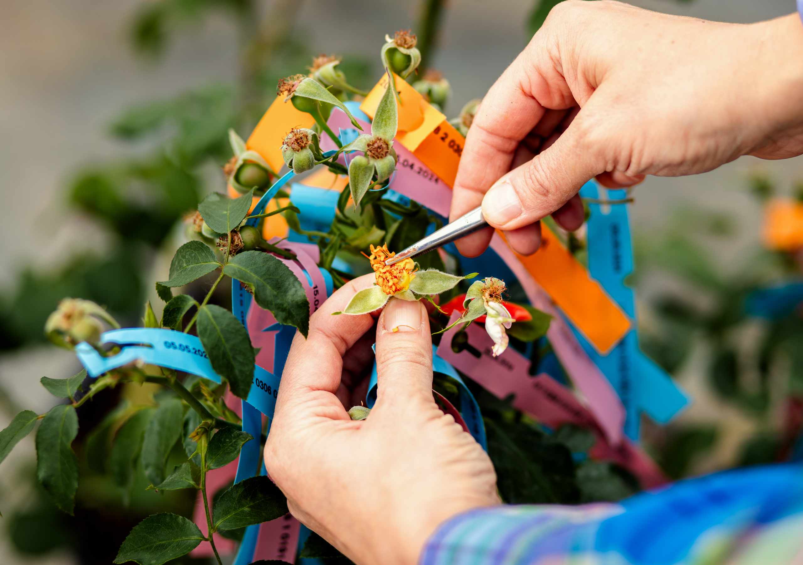 Hands working with plants in a greenhouse